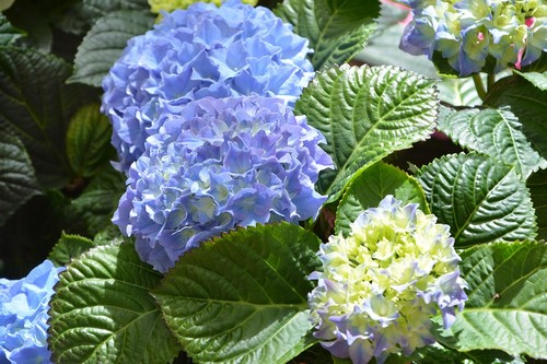 kék hortenzia virág