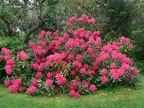 Rhododendron ’Nova Zembla’ - Örökzöld havasszépe