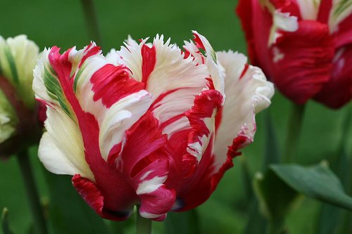 Papagáj tulipán